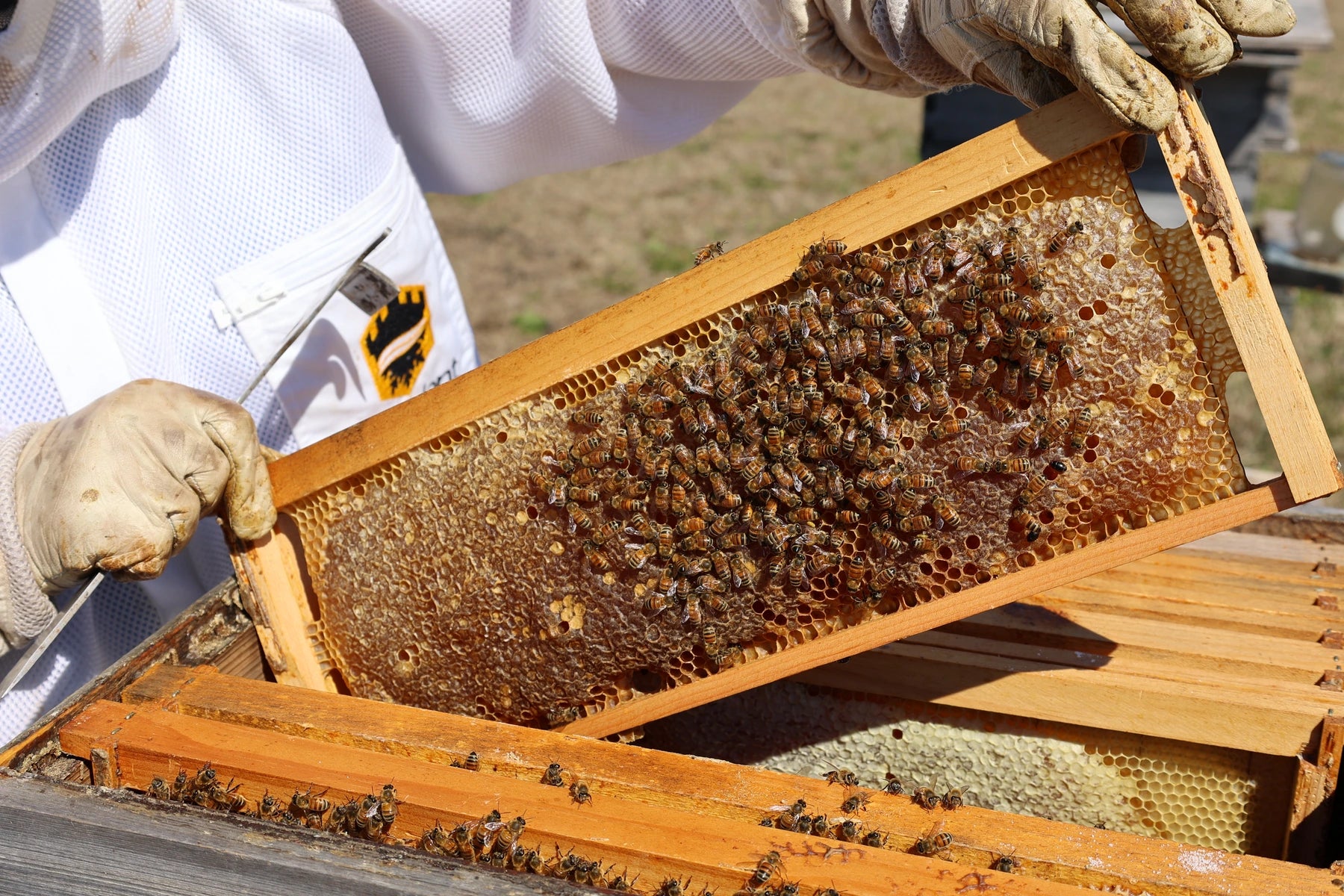 Gloved beekeeper inspecting a bee-covered frame over an open hive.