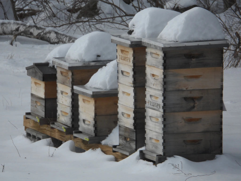Snow-covered wooden hive stacks standing close to trees in Carlisle, Massachusetts.