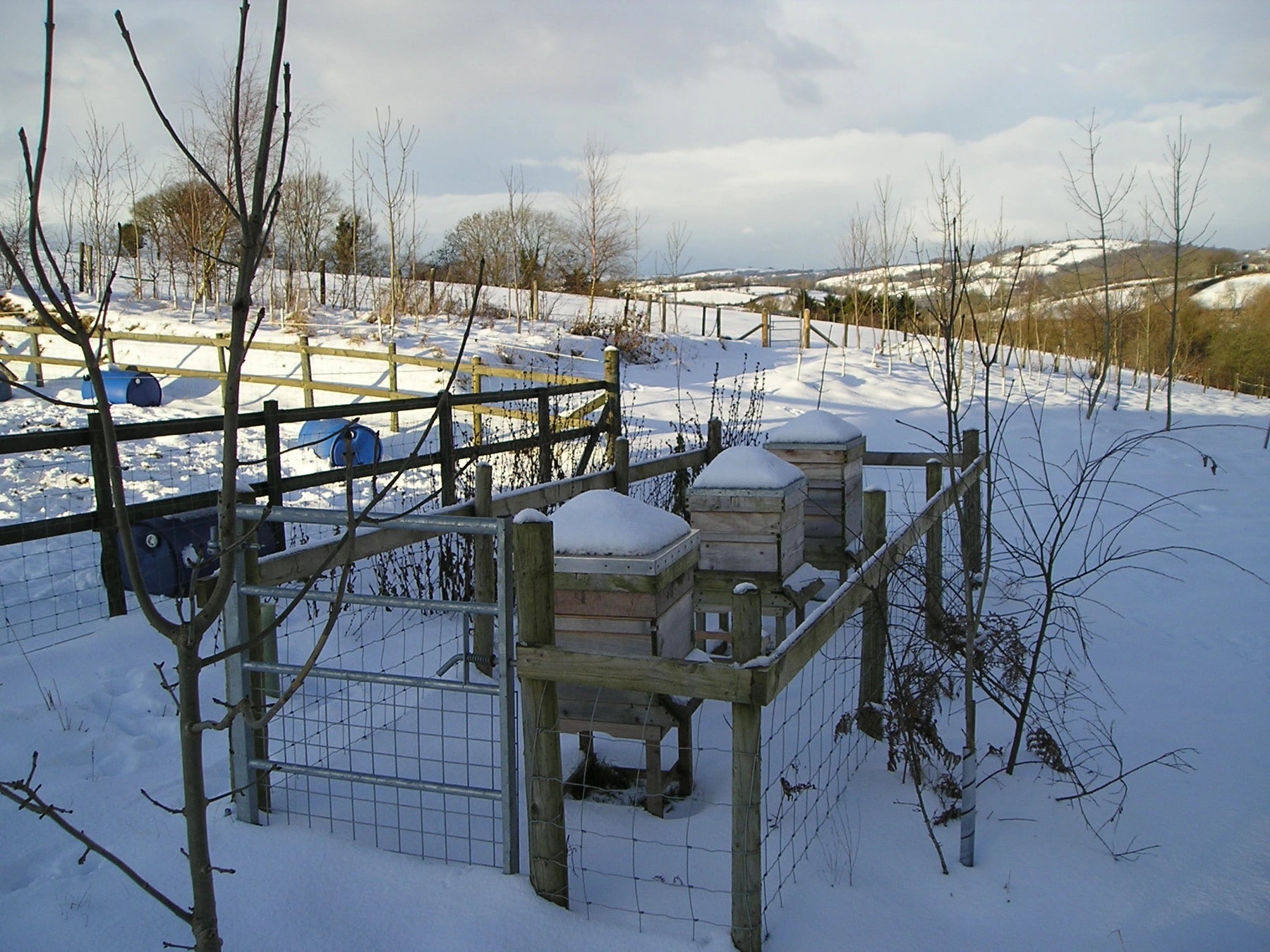Snow-covered wooden hives in a fenced Welsh apiary overlooking open countryside.
