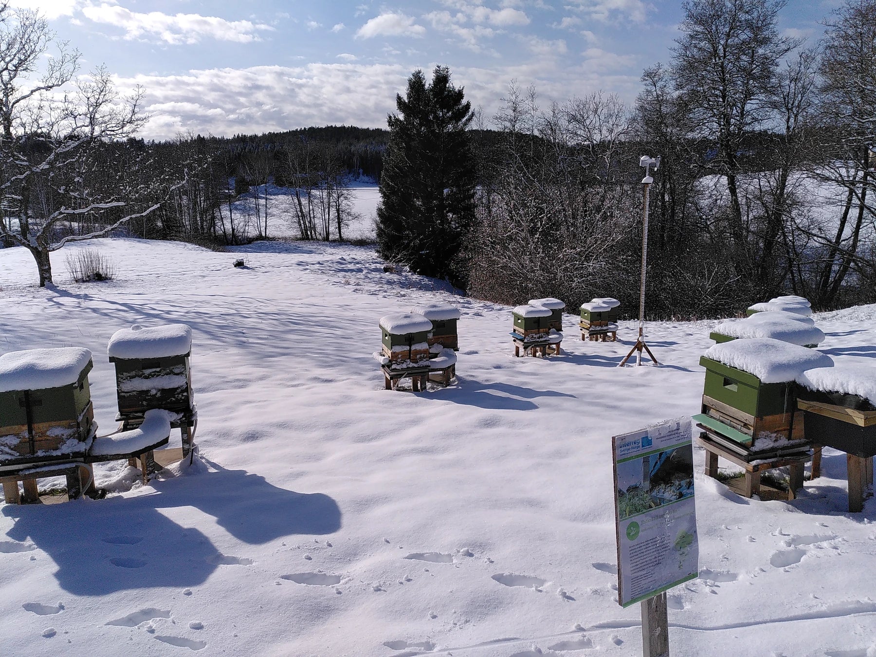 Real winter apiary in a snow-covered clearing at Uddevalla, Sweden.